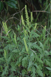 Rescue From Ragweed