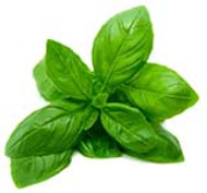 Which Basil Essential Oil Is Best?