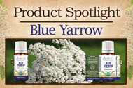 Product Spotlight: Blue Yarrow