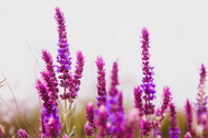 Clary Sage: Nature’s Gift to Women (and Men As Well)