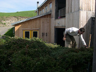 Wildcrafted Vs. Organic Essential Oils