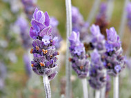Ask Dr. Streicher:  Lavender Maillette?