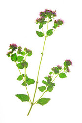 Oil of Oregano: Nature’s Antibiotic?