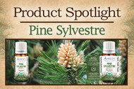 New Product Spotlight: Organic Pine Sylvestre