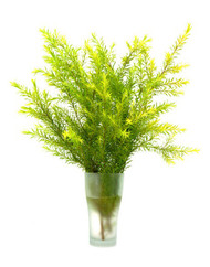 Why is Tea Tree so Popular?