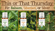 This or That: Balsam, Siberian, or Silver Fir
