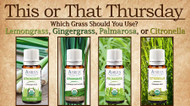 This or That: Which Grass Should You Use?