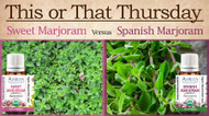 This or That: Sweet Marjoram versus Spanish Marjoram