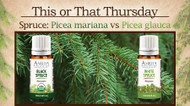 This or That Thursday: Black Spruce vs. White Spruce