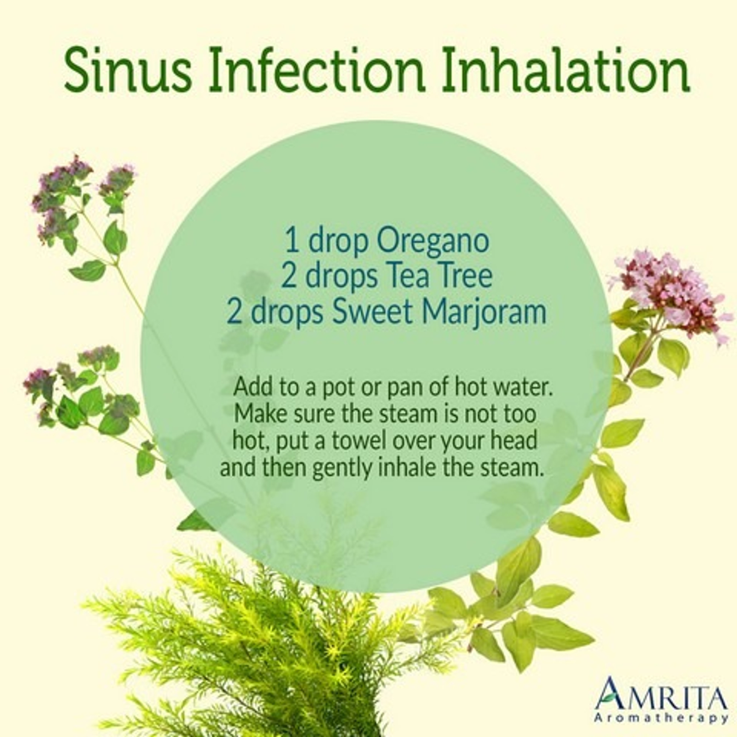 Essential Oils For Sinus Infections Amrita Aromatherapy Amrita Aromatherapy