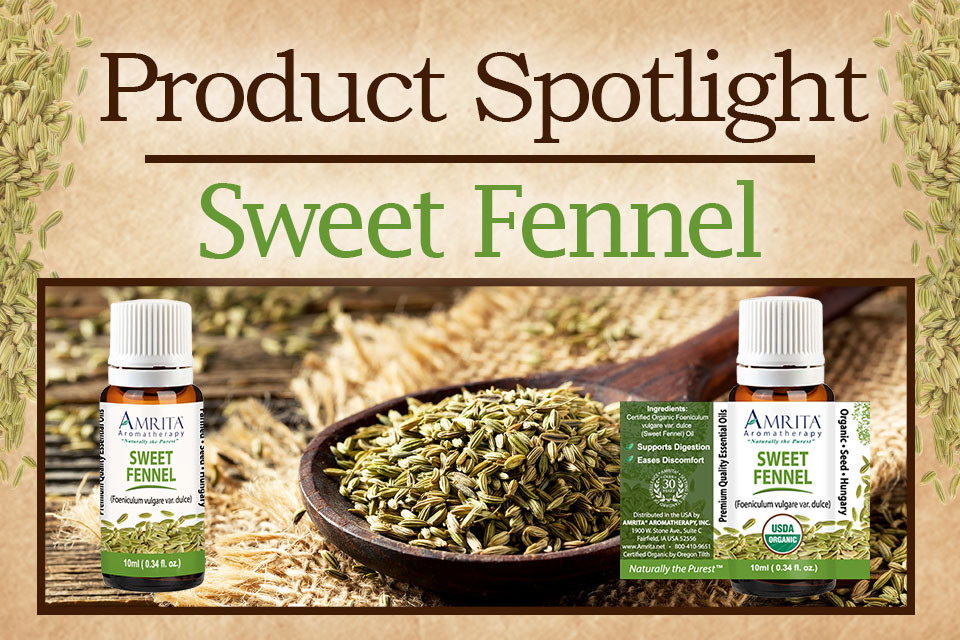Product Spotlight Sweet Fennel Amrita Aromatherapy Amrita Aromatherapy