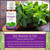 Peppermint Essential Oil Key Reasons to Use