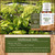 Angelica Root Essential Oil Additional Information Angelica Root Essential Oil Additional Information