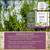 Savory Essential Oil Additional Information