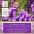 Lavender Maillette Essential Oil Key Reasons to Use