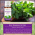 Peppermint Organic Essential Oil reasons to use