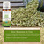 Fennel Sweet Organic Essential Oil Key Reasons to Use