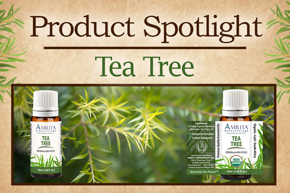 Product Spotlight: Tea Tree - Amrita Aromatherapy | Amrita Aromatherapy