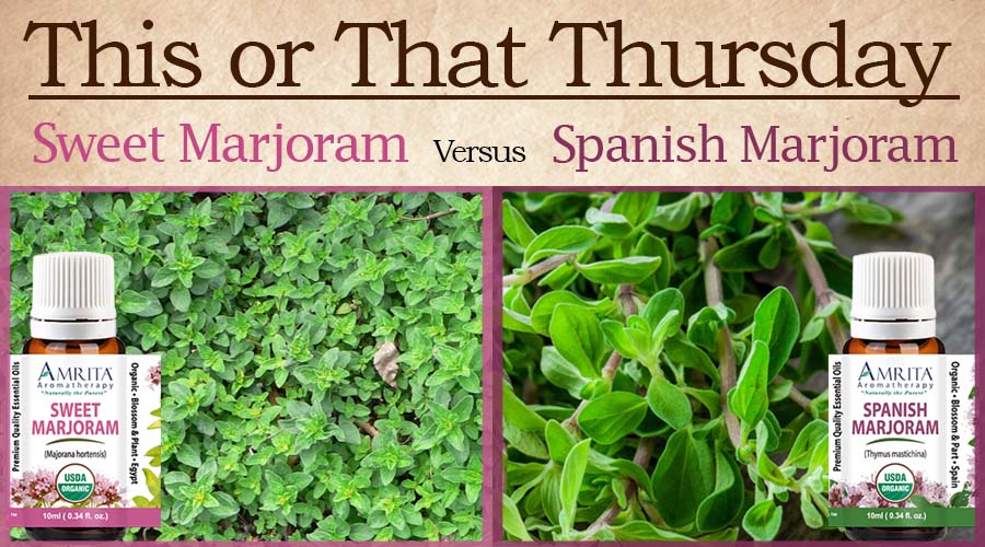 This or That Sweet Marjoram versus Spanish Marjoram Amrita