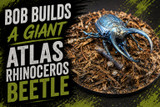 Bob Builds the Wizkids Giant Atlas Rhinoceros Beetle - Paint Guide