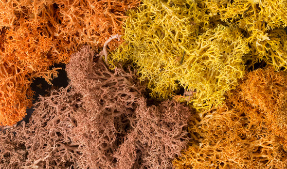 WOOL165 - Woodland Scenics Lichen Autumn Mix