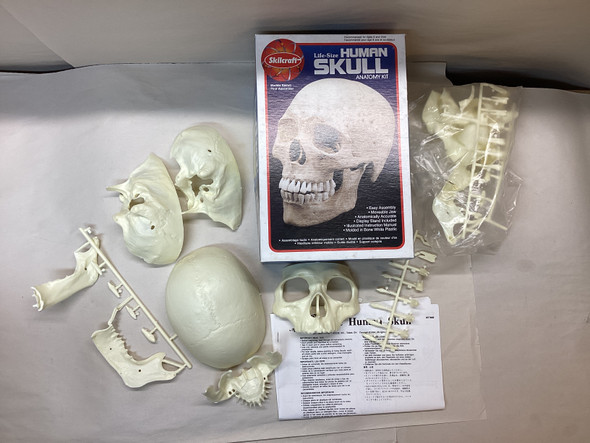 SKL74625 - Skilcraft 1/1 Life-Size Human Skull - WWHP113671