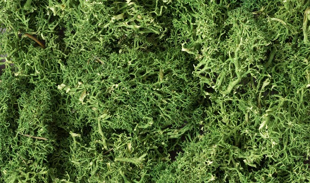 WOOL163 - Woodland Scenics Lichen Medium Green