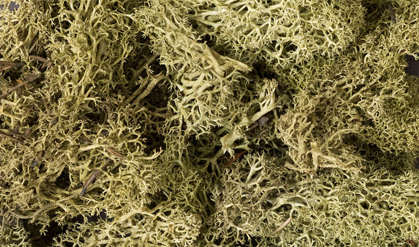 WOOL161 - Woodland Scenics Lichen Spring Green