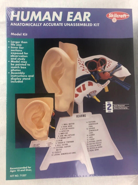 Skilcraft Human Ear Anatomically Accurate Unassembled Kit