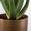 Arabia Aloe Planter (60217)