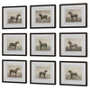 Equine Dynasty Framed Prints, S/9 (32343)