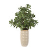 Crassula Jade Accent Plant (60226)