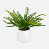 Boston Fern In White Ceramic Pot (60238)