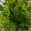 Maidenhair Fern In Oxidized Container (60237)