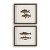 Uttermost The Catch Framed Fish Prints Set of 2 (32448)