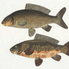 Uttermost The Catch Framed Fish Prints Set of 2 (32448)