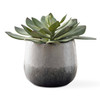 Uttermost Dudleya Gray Outdoor Succulent (60261)