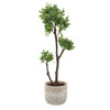 Uttermost Arbor Strawberry Tree (60266)