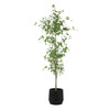 Uttermost Boreal Potted Birch Tree (60263)
