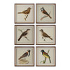Spring Soldiers Bird Prints, S/6 (33627)