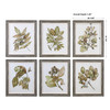 Seedlings Framed Prints S/6 (33643)