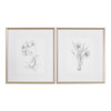 Botanical Sketches Framed Prints S/2 (33649)