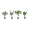 Ceci Kitchen Herbs, Set/4 (60148)