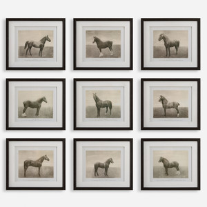 Equine Dynasty Framed Prints, S/9 (32343) Equine Dynasty Framed Prints, S/9 (32343)
