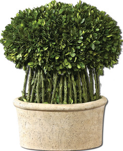 Willow Topiary Preserved Boxwood (60108)