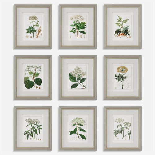 Antique Botanicals Framed Prints, S/9 (41466)
