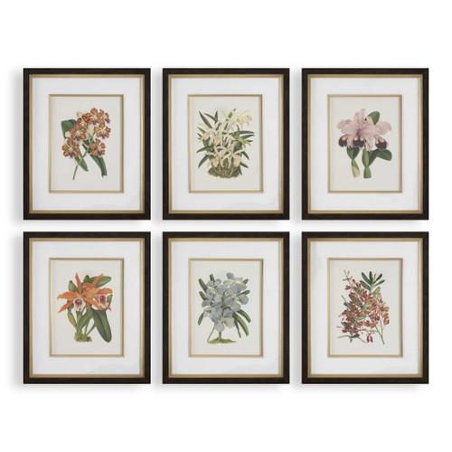 Uttermost Orchid Botanical Framed Prints Set of 6 (32447)