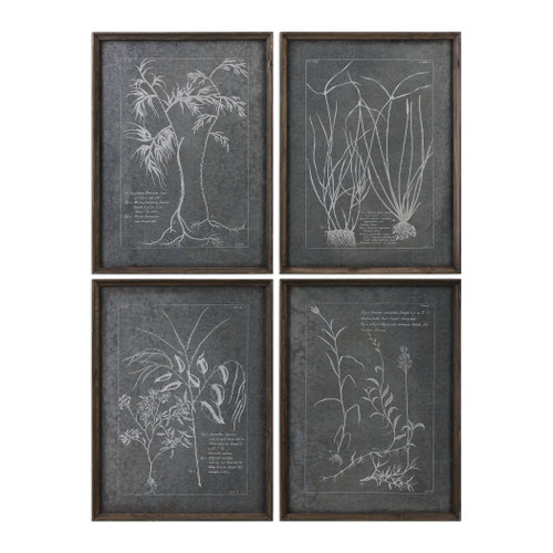 Root Study Print Art S/4 (32537)