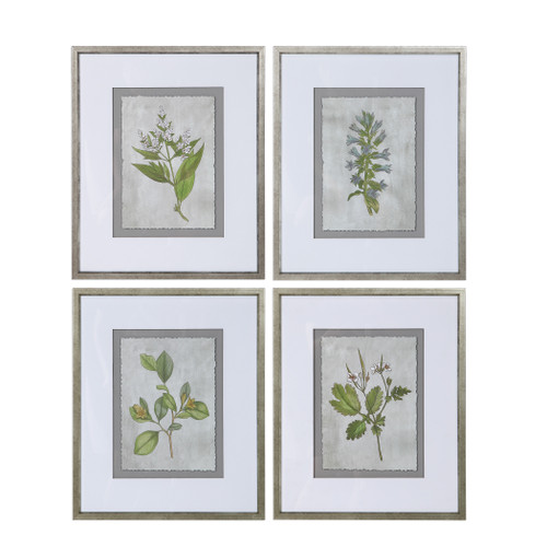 Stem Study Framed Prints Set/4 (33690)