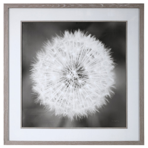 Dandelion Seedhead Framed Print (33711)